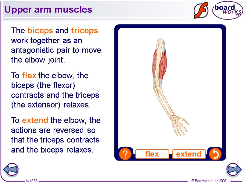 Upper arm muscles The biceps and triceps work together as an antagonistic pair to